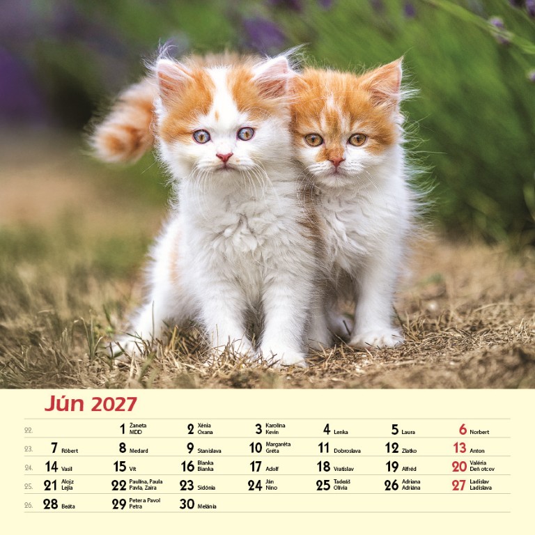 Macky_VN_SK_330x330_20276.jpg