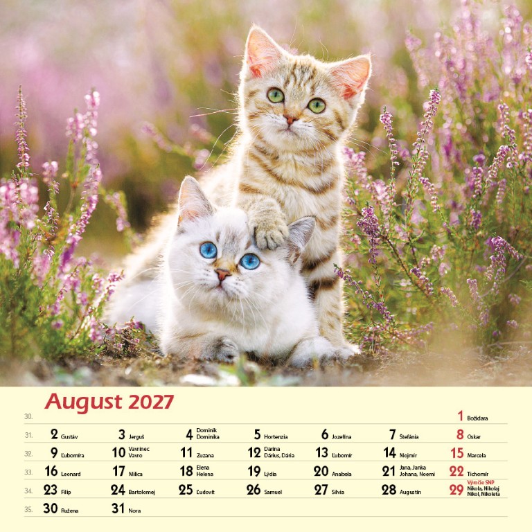 Macky_VN_SK_330x330_20278.jpg